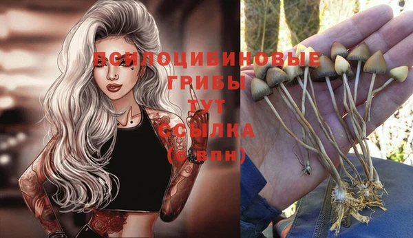 ПСИЛОЦИБИНОВЫЕ ГРИБЫ Ладушкин